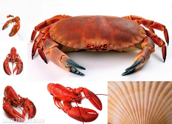 海鲜蟹虾图片大全图解,有哪些种类及做法?-图3 海鲜蟹虾图片大全图解,有哪些种类及做法?-图3