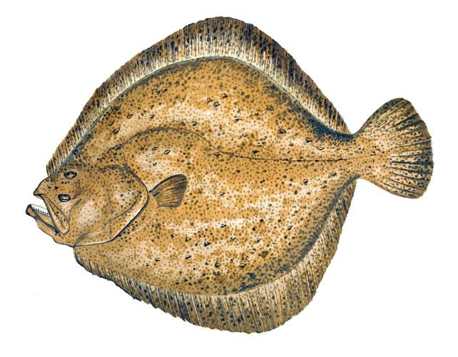 宝宝 可以比目鱼鱼吗-图3