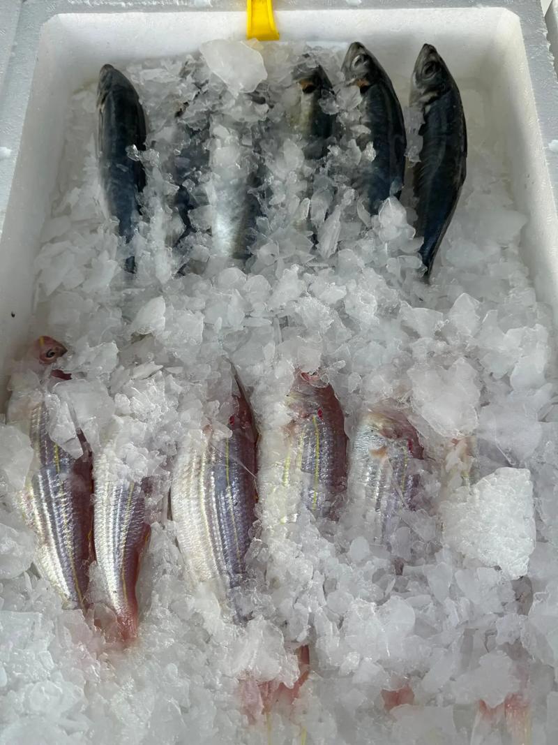 冰冻海鲜怎么选？好吃的有哪些推荐？-图2