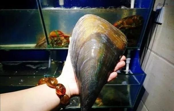 橡皮棒海鲜功效具体有哪些?-图1 橡皮棒海鲜功效具体有哪些?-图1