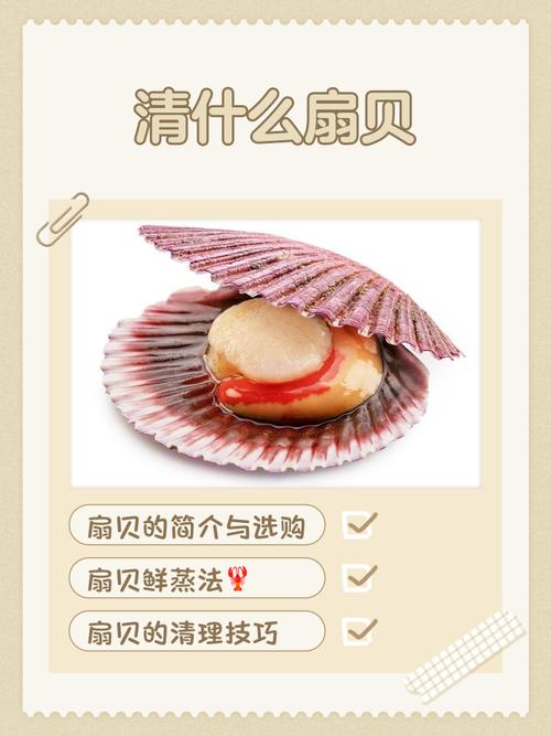 海贝儿海鲜怎么做?有哪些特色做法?-图2 海贝儿海鲜怎么做?有哪些特色做法?-图2