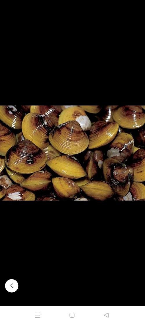 黄色壳的海鲜究竟是什么？-图3