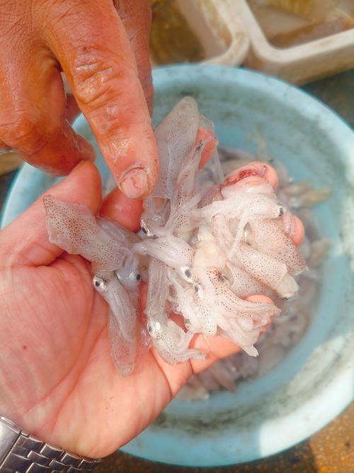 海鲜菇为何有鱼腥味?-图3 海鲜菇为何有鱼腥味?-图3