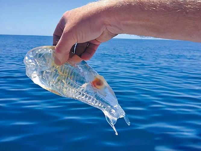 透明软软的海鲜是什么？-图1