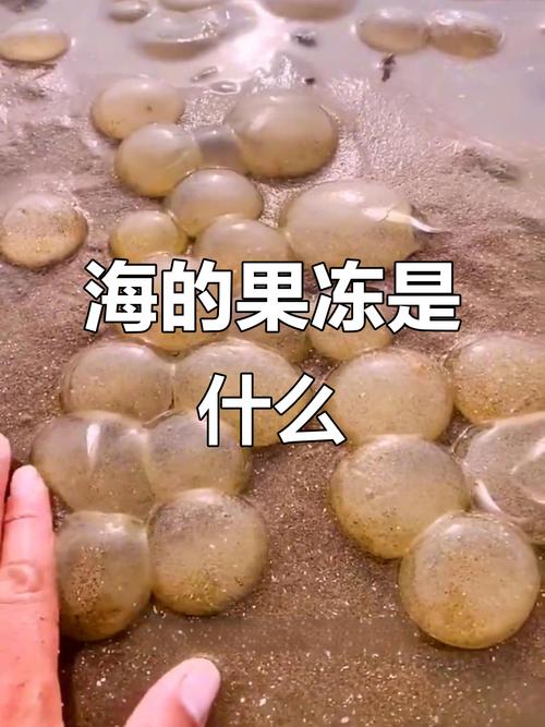 透明软软的海鲜是什么？-图3