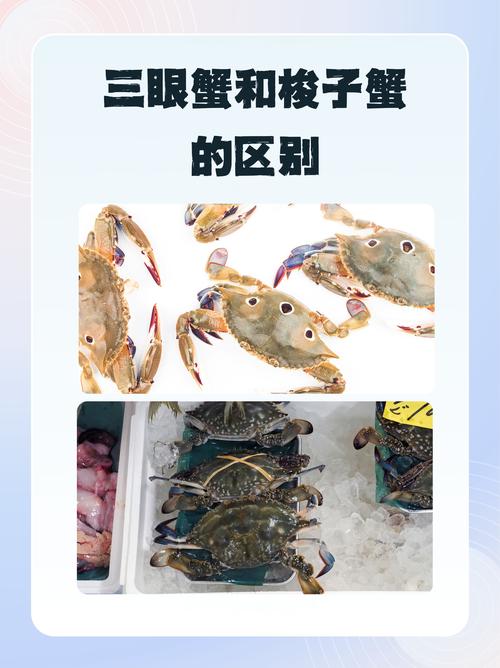 海鲜搭配什么吃不长胖?-图3 海鲜搭配什么吃不长胖?-图3