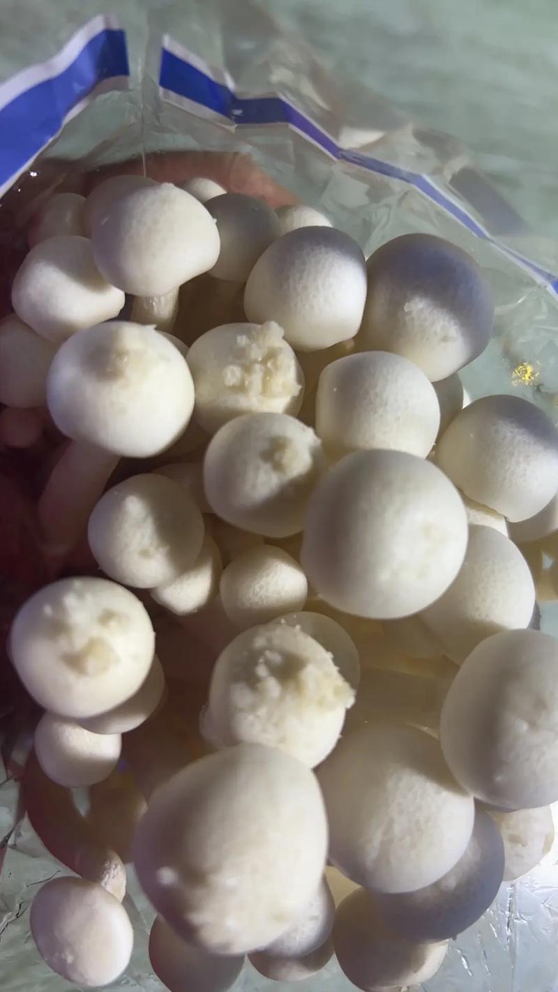 海鲜菇和海带能一起吃吗？-图2