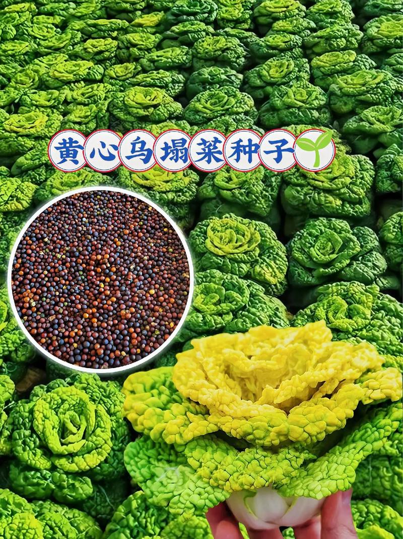 乌塌菜炒海鲜菇这样做更鲜嫩？-图3