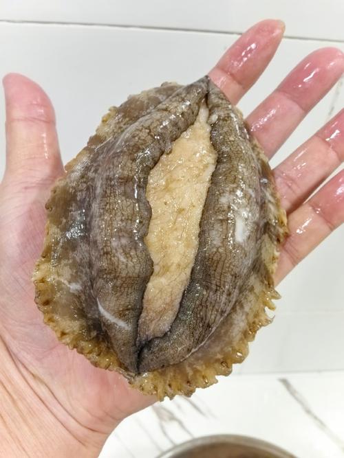 家常鲍鱼图片全家？怎么做好吃又好看？-图2