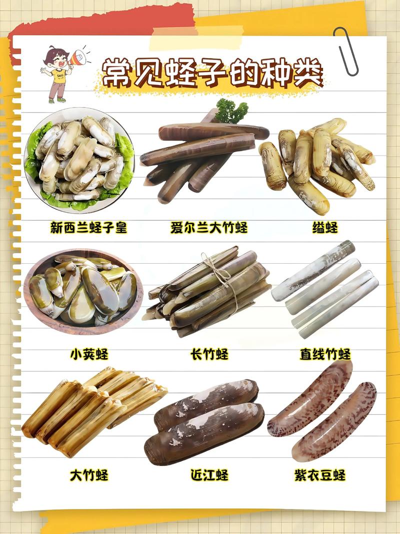 长条海鲜圣子有哪些功效？-图3