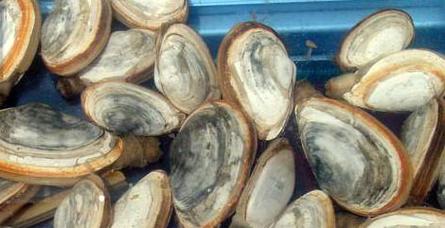 天鹅蛋清水煮多久能熟？-图2