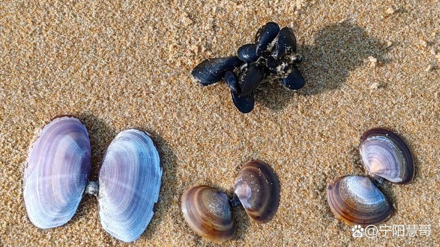 哪些海鲜藏身沙底？-图3
