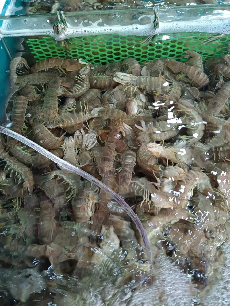 哪些海鲜藏身沙底？-图2