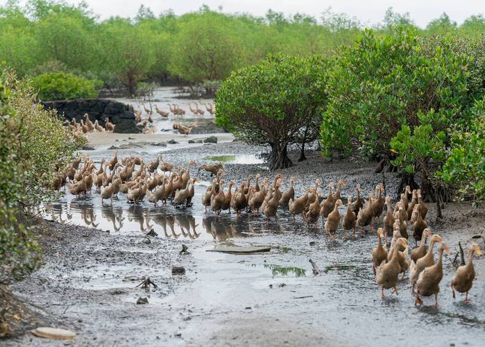 温州为何成中国海鲜鸡蛋之乡？-图1