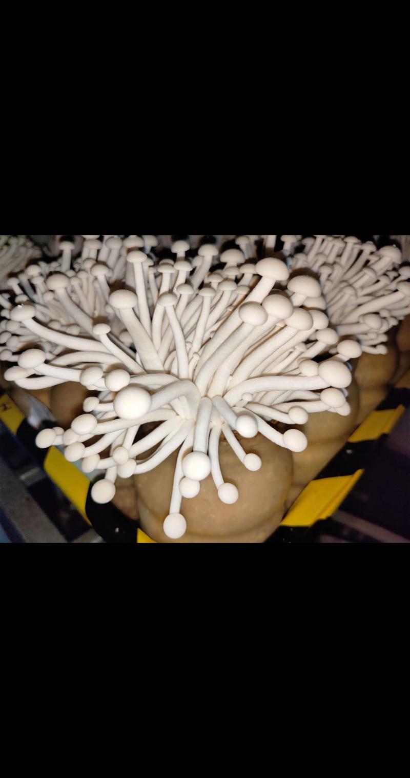 海鲜蘑和杏鲍菇怎么做更鲜香？-图2