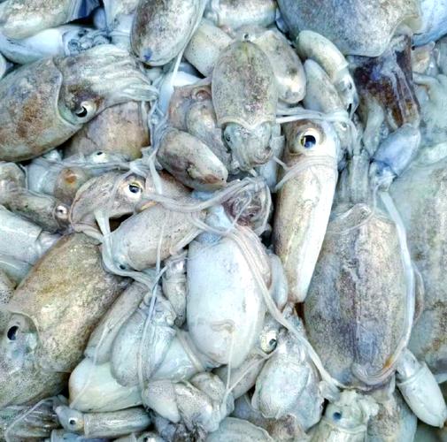 海鲜泡福尔马林是普遍现象吗？-图1