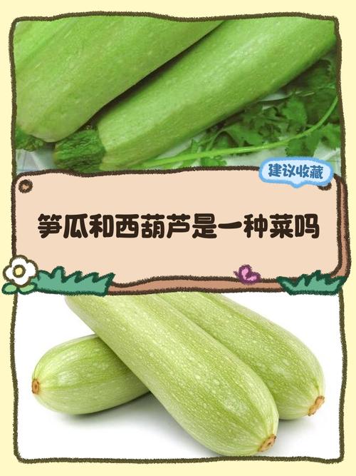 十个月宝宝能吃西葫芦吗？-图3