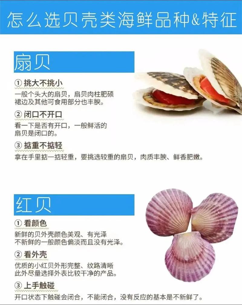 贝壳海鲜怎么做好吃又简单？-图1