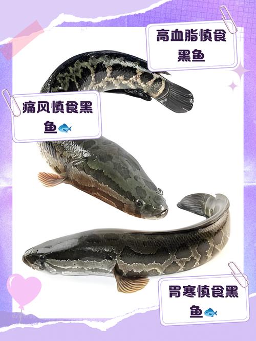 黑鱼算海鲜吗？过敏人群能吃吗？-图3