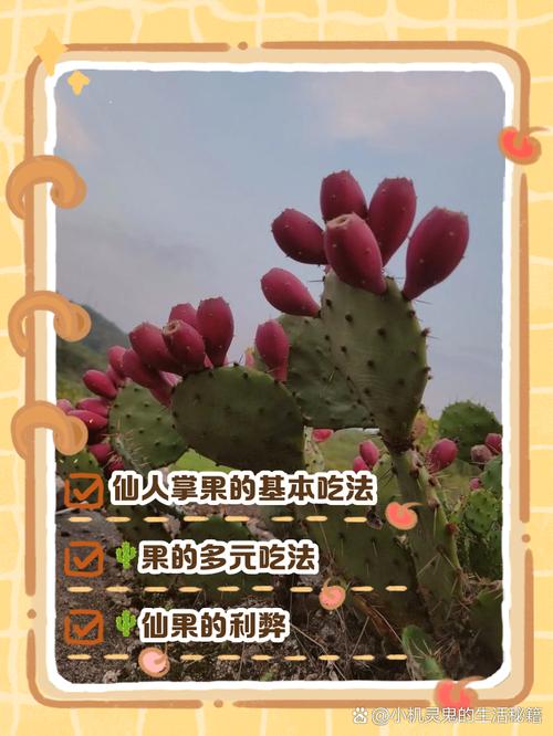 仙人掌果宝宝可以吃吗-图2