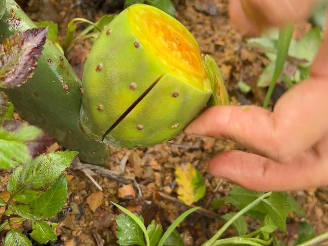 仙人掌果宝宝可以吃吗-图3