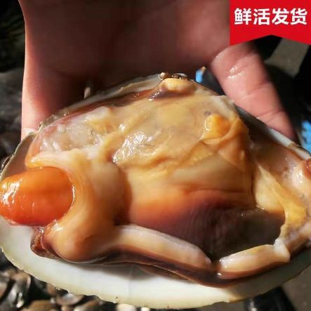 海鲜天鹅蛋哪些部位不能吃？-图2