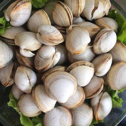 单个海鲜贝壳叫什么？-图3