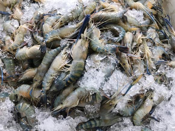 海鲜无冰能保鲜多久?-图2 海鲜无冰能保鲜多久?-图2
