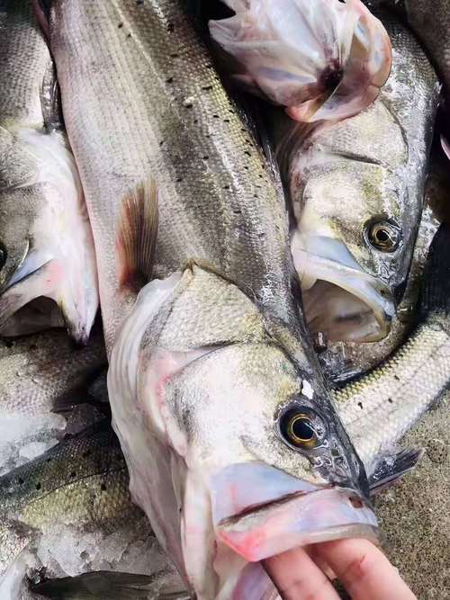 海鲜怎么判断新鲜不新鲜？-图3