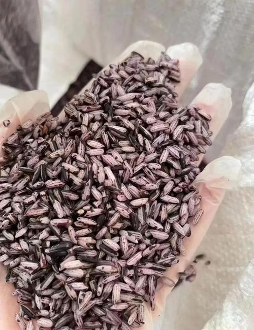 九个月宝宝能吃紫米吗？-图1