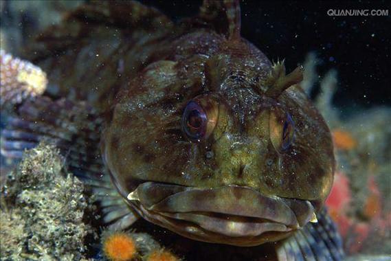 家常大头鱼怎么做才好吃？-图2