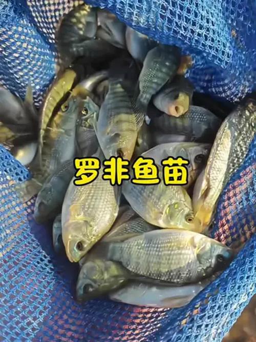 咸水非洲鲫鱼算海鲜吗？-图2