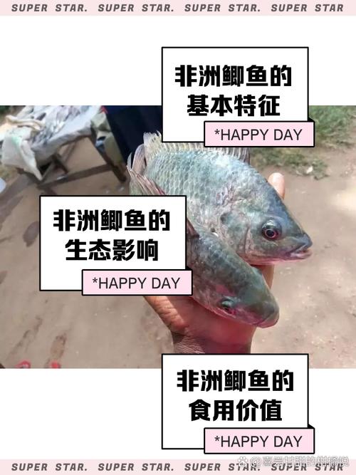 咸水非洲鲫鱼算海鲜吗？-图1