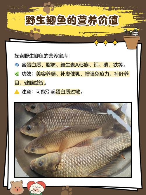 咸水非洲鲫鱼算海鲜吗？-图3