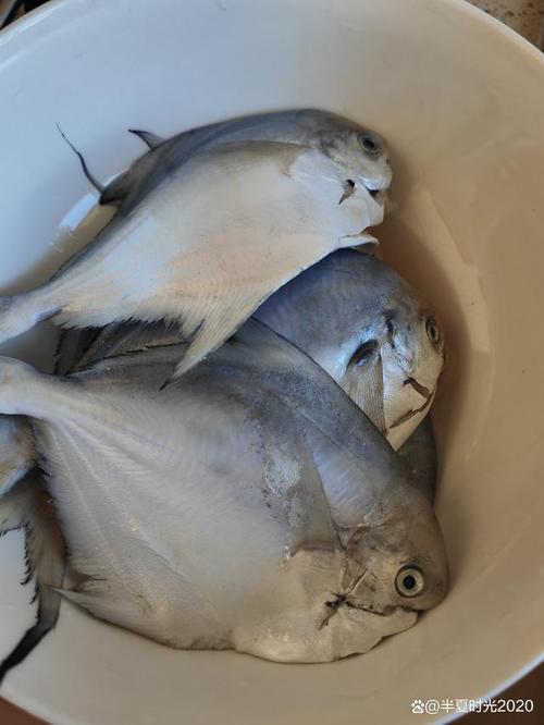 燕鱼家常做法大全家常-图1