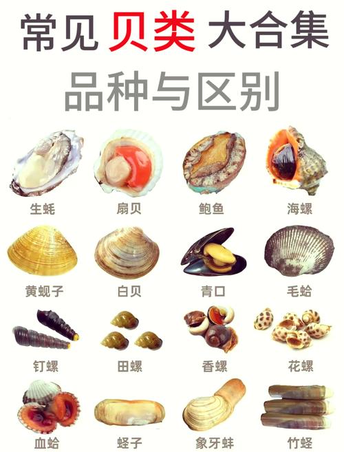 贝类海鲜怎么判断死活？-图2