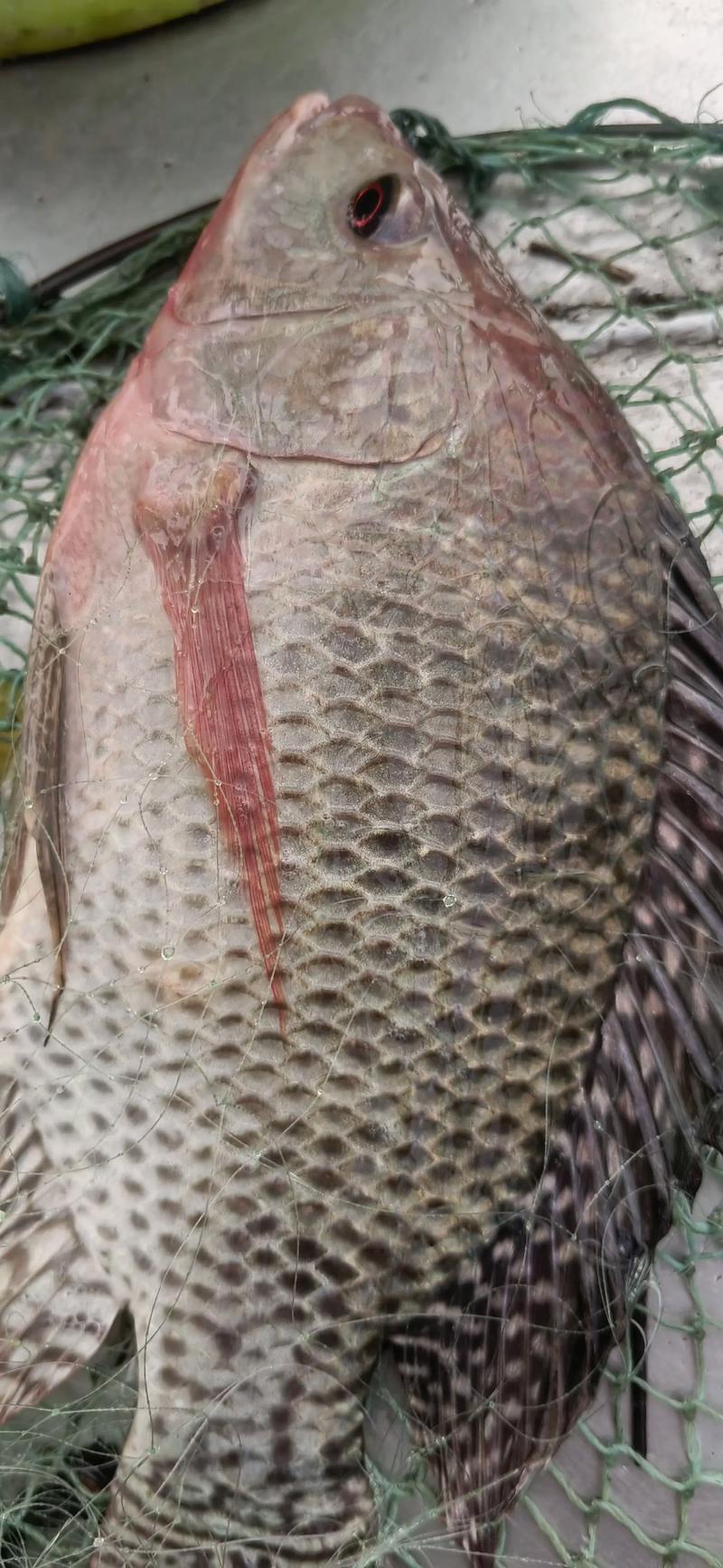 海鲜过敏能吃罗非鱼吗？-图2