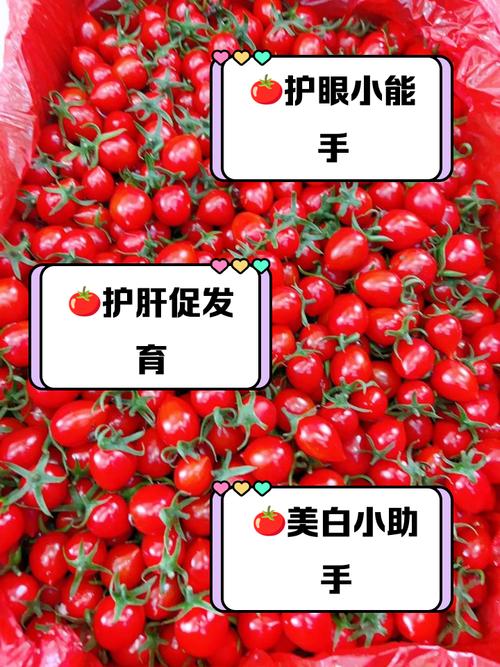 五个月宝宝能吃番茄吗？-图1