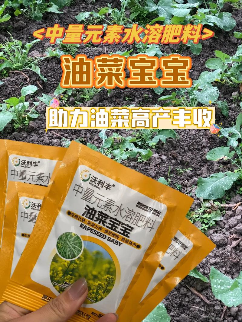 8月宝宝能吃油菜吗？怎么吃？-图1