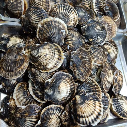 这个季节出产什么海鲜-图1