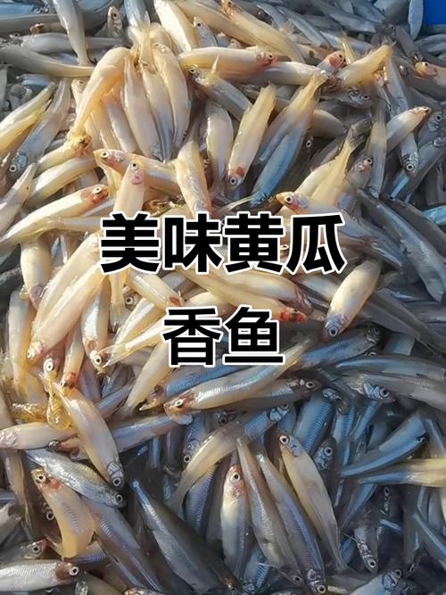 黄瓜鱼家常做法有哪些？-图2