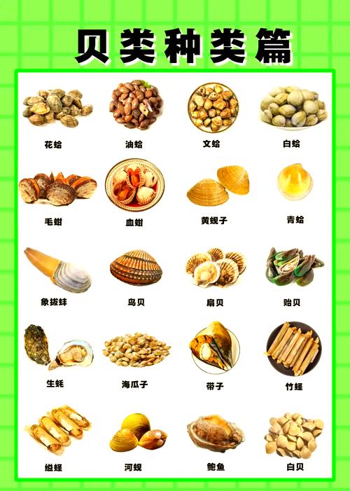 贝壳海鲜做法有哪些?-图3 贝壳海鲜做法有哪些?-图3