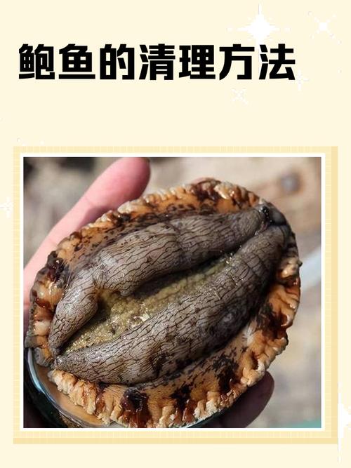 鲍鱼买回家，怎么处理才干净？-图2