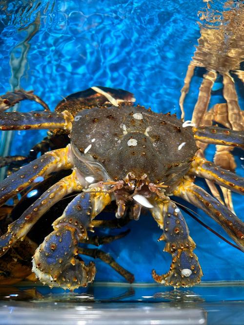 哪些海鲜能生吃？看图识海鲜！-图1