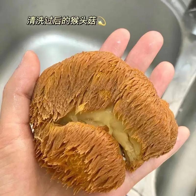 家常炒猴头菇怎么做才好吃？-图1