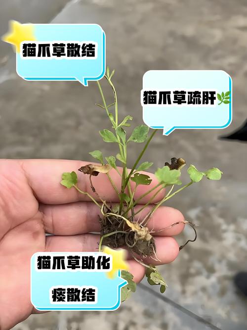 猫爪草怎么做？家常做法有哪些？-图1