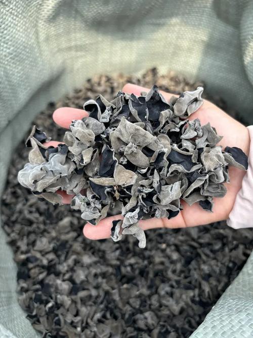 10个月宝宝辅食木耳-图1