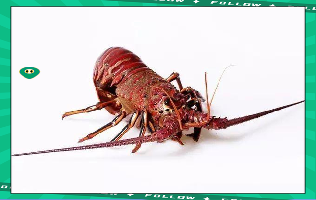 墨西哥 什么海鲜有名-图1 墨西哥 什么海鲜有名-图1