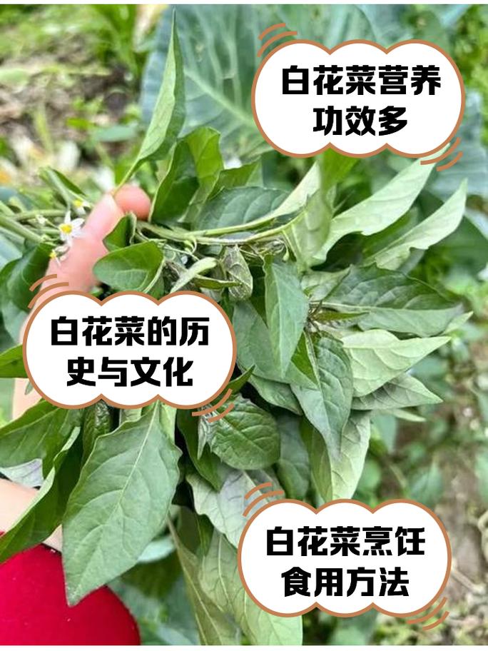白花菜怎么做才好吃?-图3 白花菜怎么做才好吃?-图3