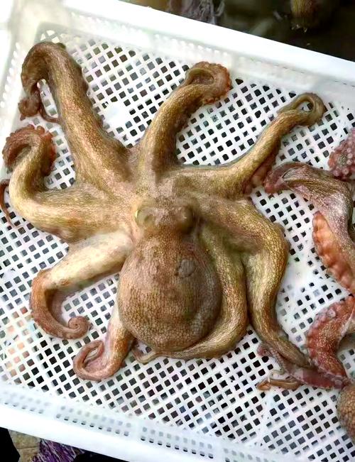 海鲜生吃有哪些种类和注意事项？-图3